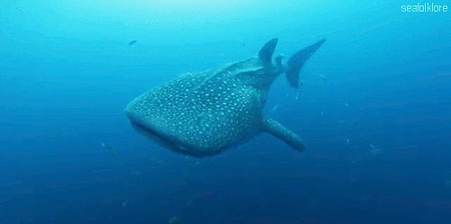 Balina köpek balıkları 100 yaşına kadar yaşayabilir.