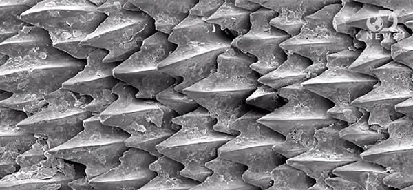 13. Köpek balığı derisi kalın ve serttir, bunun sebebi kolajen adındaki proteinden oluşmasıdır.