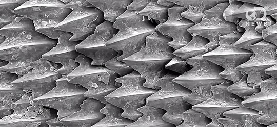 Köpek balığı derisi kalın ve serttir, bunun sebebi kolajen adındaki proteinden oluşmasıdır.