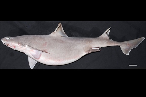 Köpek balıklarının hamileliği, türüne bağlı olarak 5 ay ile 3.5 yıl arasında değişir.