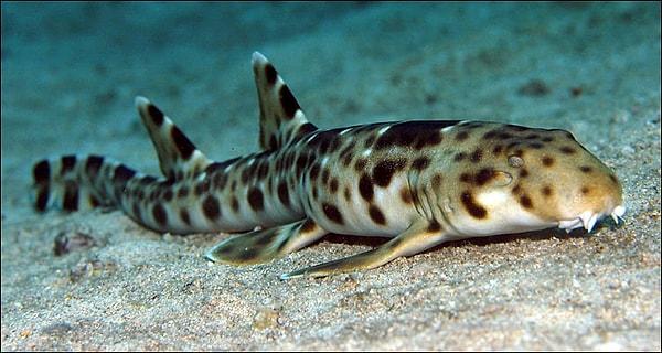 22. Apolet köpek balıkları, su yüksekliği yüzmek için yeterli değilse, yüzgeçlerini bacak gibi kullanır ve yürür.