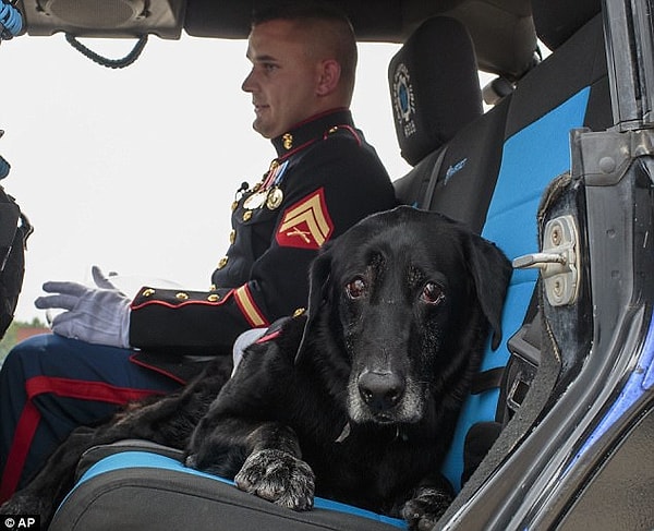 8. Как часть прощания, ДеЯнг в последний раз прокатил собаку в открытом джипе.