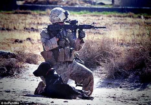 11. «Каждая собака, которая служила в морской пехоте, заслуживает то, что я сделал для Сены, и даже больше», - считает ДеЯнг.