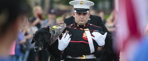 1. Сену – 10-летнего черного лабрадора – проводили в последний путь поистине по-геройски в эту среду, перед тем как его усыпили и похоронили в гробе, покрытом флагом, как настоящего солдата.