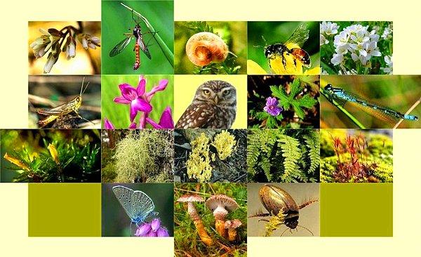 8. Biyolojik çeşitliliği korur.
