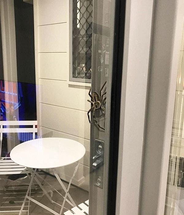 Lauren ve erkek arkadaşının yemek yaptığı mutfağın bahçeye bakan kapısında dev bir avcı örümcek belirdi.