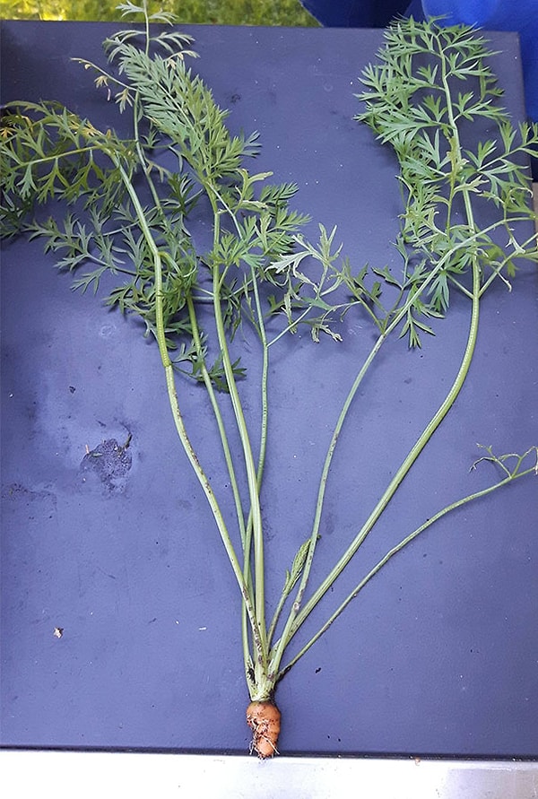 1. Самая грустная морковка в мире.