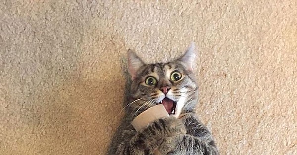 2. Преподнести коту целый мешок игрушек