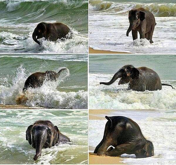 13. İlk kez denize giren yavru fil 💕