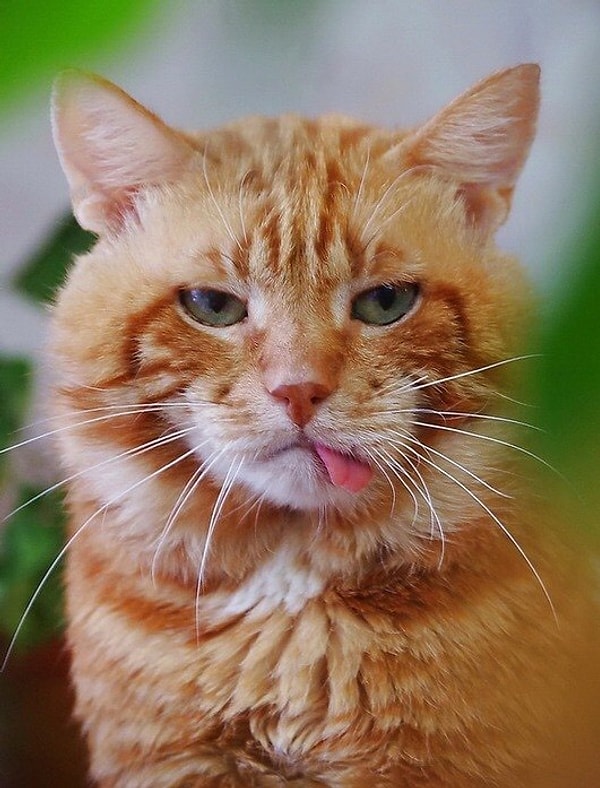 7. Заметить, что хвостатый забыл убрать язык