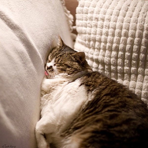 4. Фотографировать своего кота (особенно спящего)