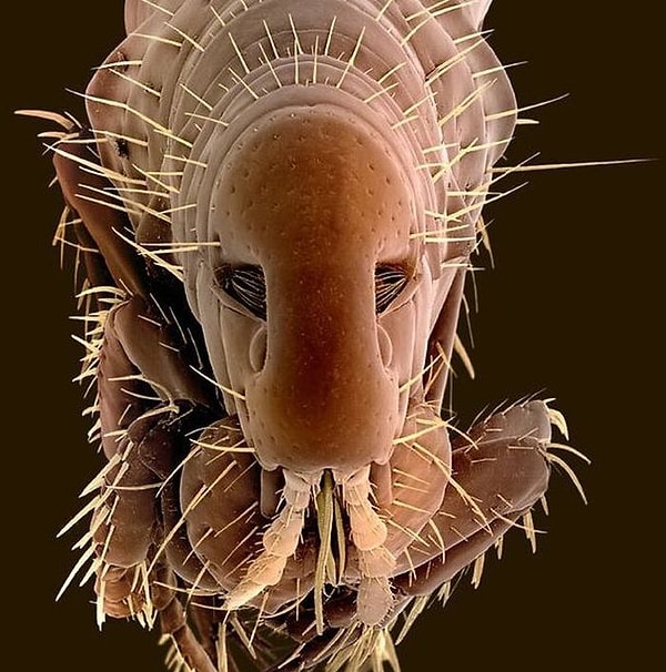 2. Блоха собаки