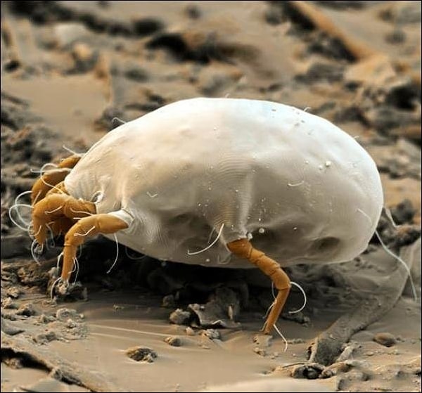 7. Обычный пылевой клещ