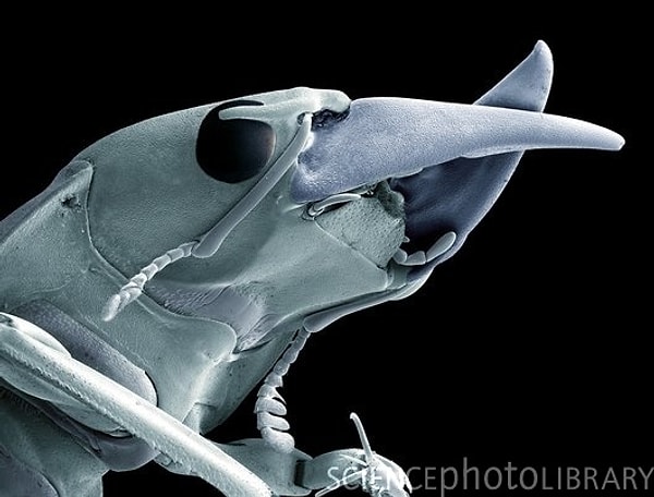 11. Жужелица