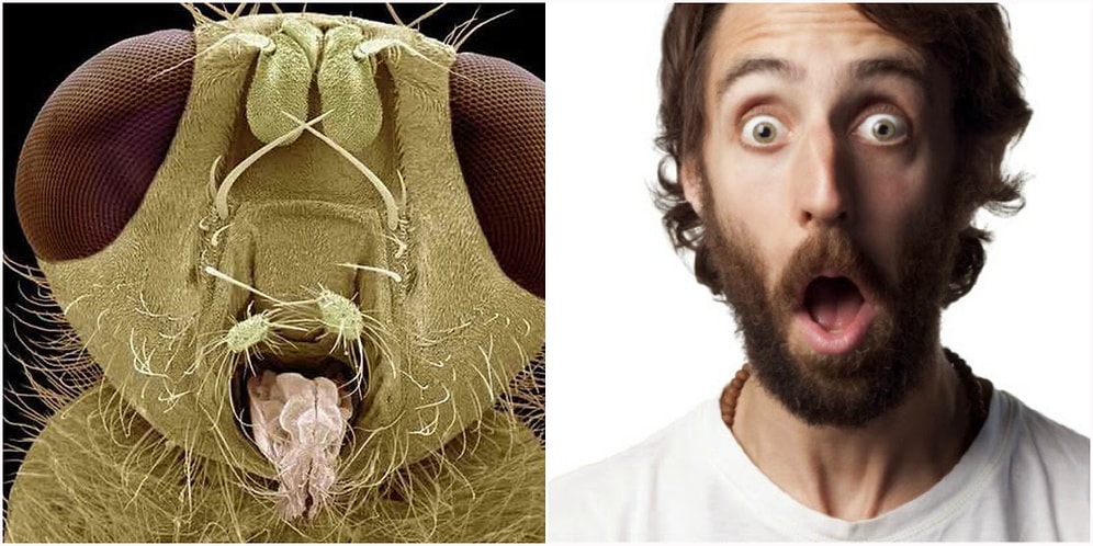 18 фото насекомых под микроскопом, которые выглядят невероятно жутко