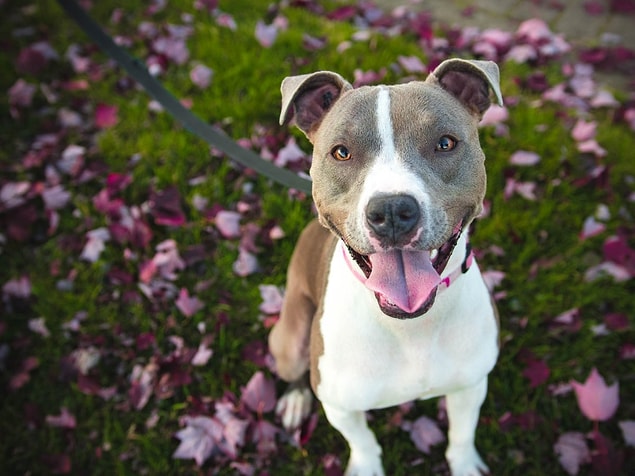 9. Roma'da köpeğinizi dışarı çıkarmamak suçtur.