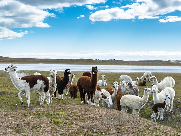 6. Осталось всего ничего. Какая альпака приглянулась вам больше всего?