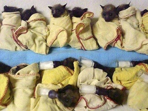 9. Они похожи на крошечные буррито