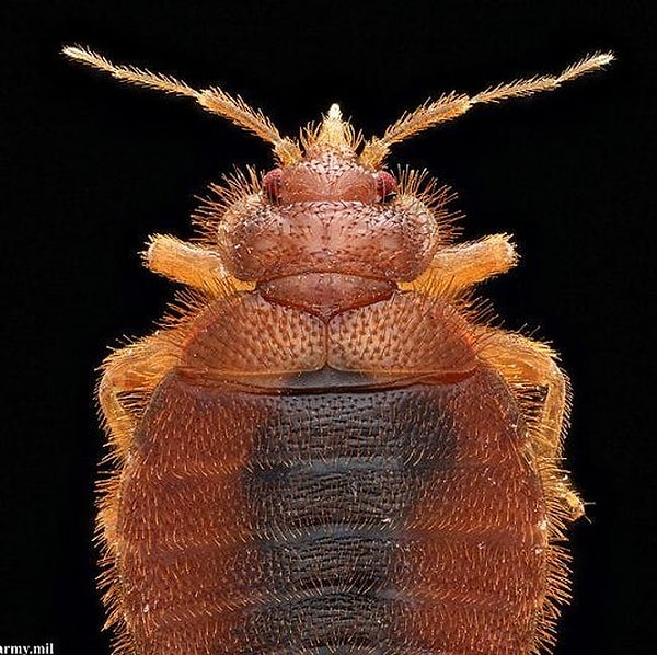 2. А этот красавчик?