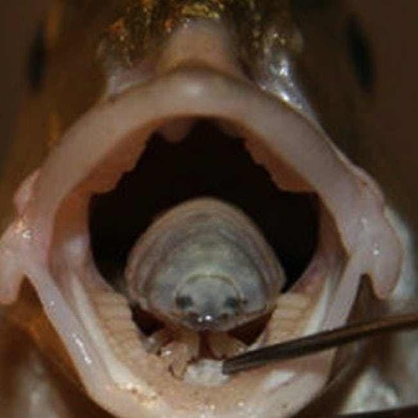 3. Что вы думаете об этой мокрице, которая поедает язык рыбы?