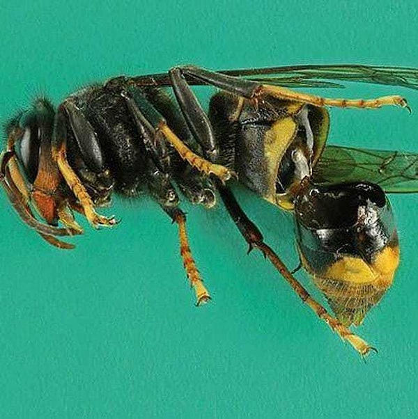 4. Берегитесь гигантского азиатского зеленого шершня