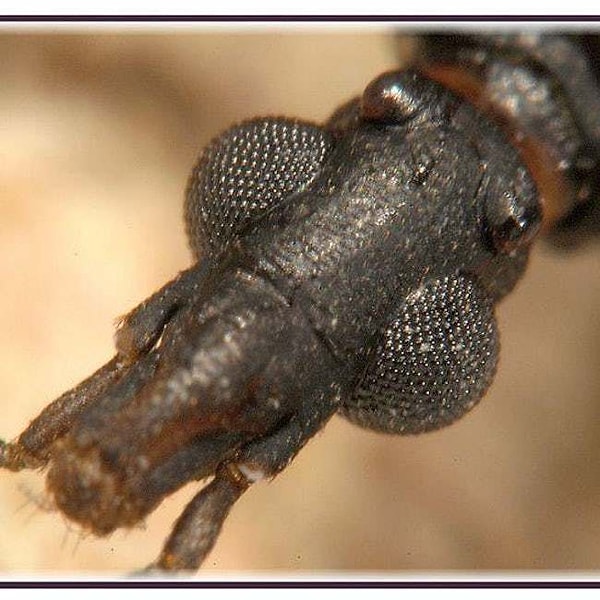 10. На первый взгляд обычный жук, но на самом деле...