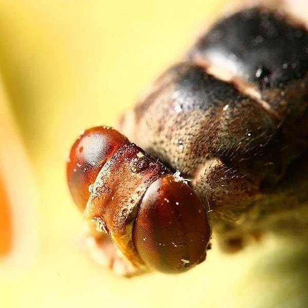 13. Если вы инсектофоб, то наверняка всегда боялись укуса мухи цеце