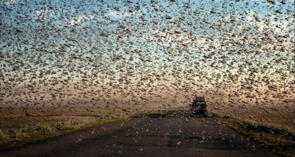 8 фото и видео нашествия саранчи на юге России, сравнимого с библейскими масштабами