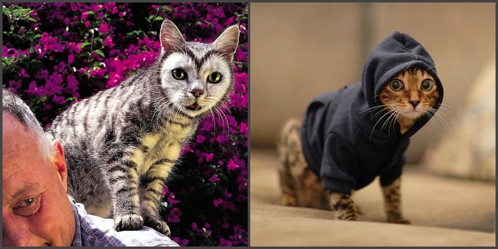 10 нелогичных вещей, которые делают все кошатники