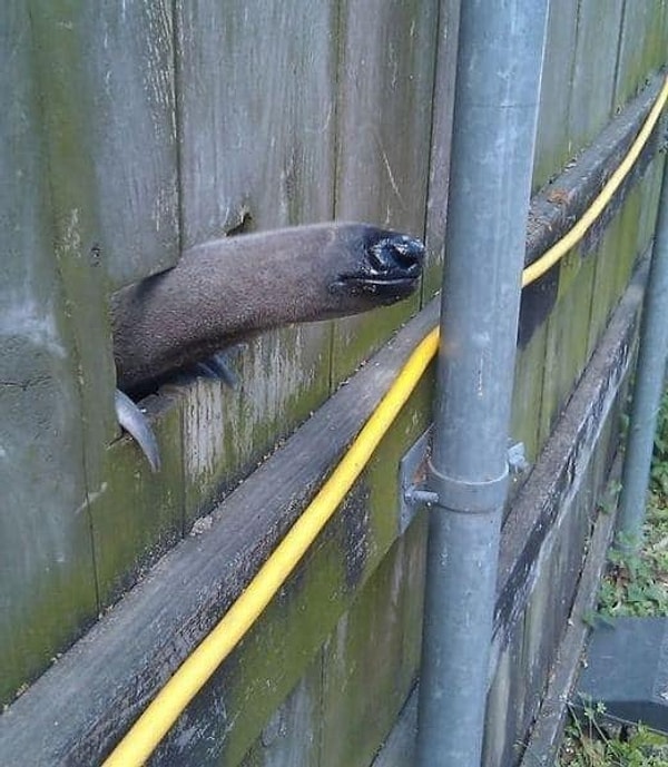 20. Что это? Кто это?