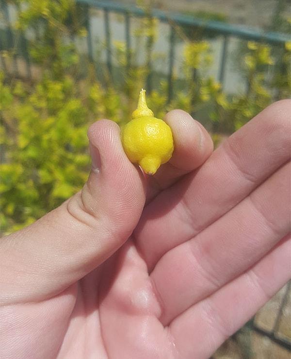 19. Bahçede limon yetiştirmede son nokta bu!