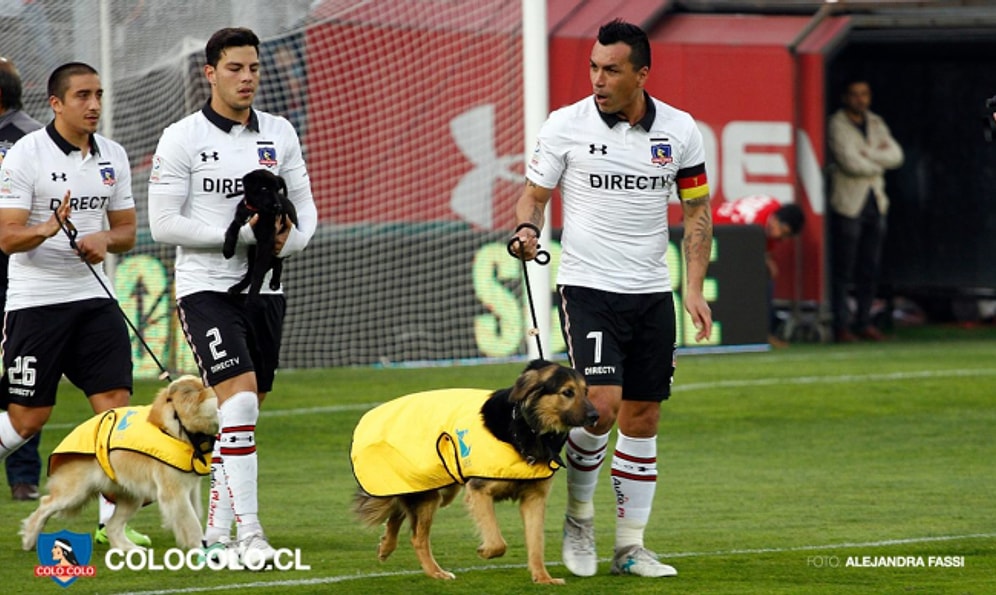 Şili’de Futbolcular Sahaya Sahipsiz Köpeklerle Çıktı