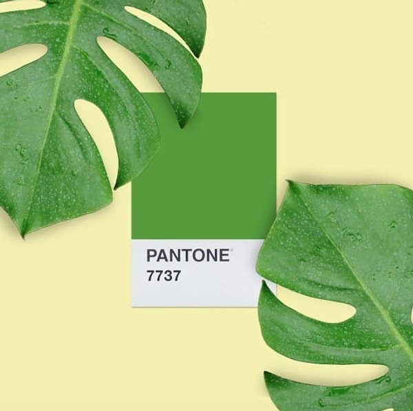Вам подходит цвет Pantone 7737