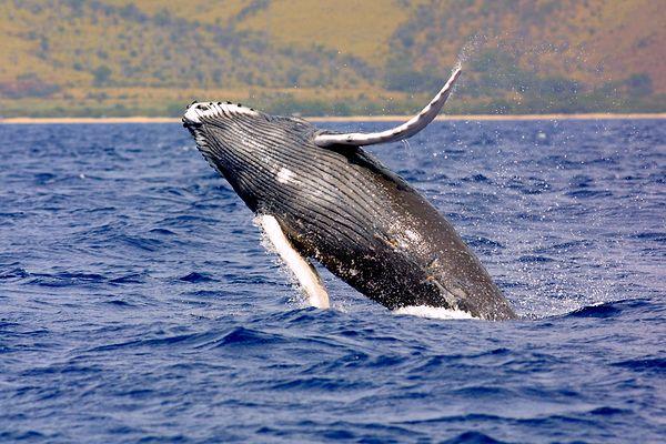 15. Kambur balinaların yeni şarkıları dize dize öğrendikleri, bu aşamada da eski şarkılarla karıştırdıkları ortaya çıktı.