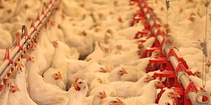 Karar Resmi Gazete'de: Biyogüvenlik Kurulu'ndan GDO'lu 4 Ürünün Hayvan Yemlerinde Kullanılmasına Onay