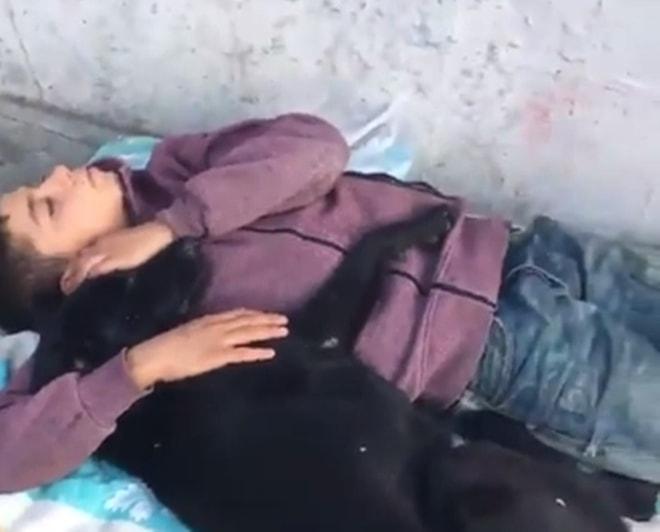 Dünyayı Güzellik Kurtaracak! Sokak Köpeğine Sarılıp Uyuyan Çocuk