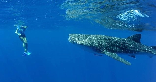 Heyecan verici şnorkel deneyimleri 🐡