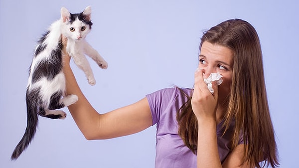 У вас аллергия на котов, но вы всё равно их любите