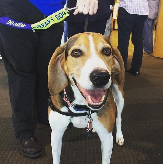 Yolculuk Stresi Yaşayanlara Yardımcı Olan Terapi Köpeklerinin Bulunduğu 7 Havalimanı