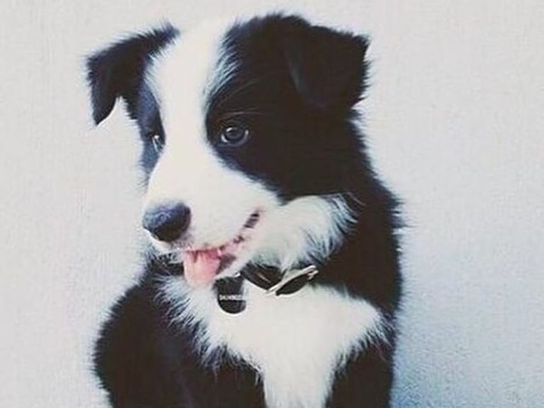 У вас зрение собаки!