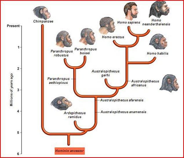 Homo neanderthalensis kronolojik olarak modern insana en yakın tür.