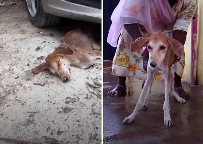 Sokakta Ölüme Terk Edilen Köpeği Alıp İyileştirerek Yeni Bir Hayat Veren Güzel İnsanlar