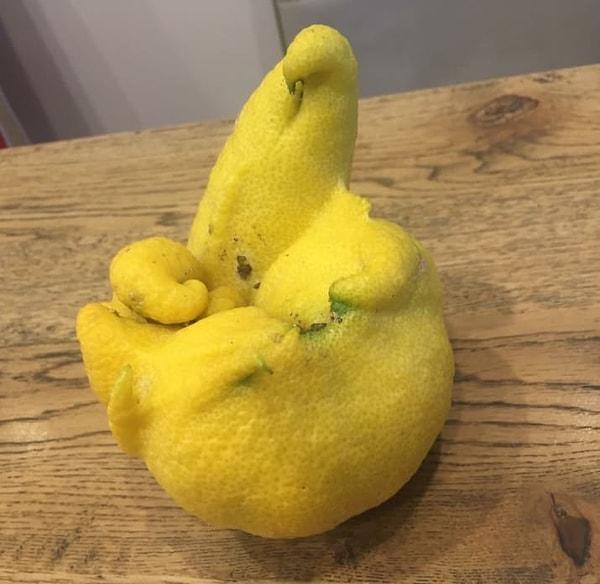 3. Yogi limon 🙏