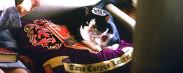 18. Как зовут кота Мии?