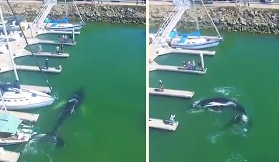 Marinaya Gelip İnsanları Selamlayan Balina