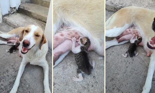 Öksüz Kediye Sütünü Vererek Annelik Yapan Köpek