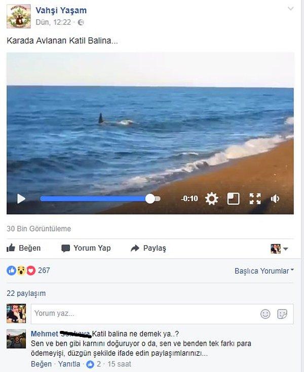 1. Katil balina ayıp oluyor