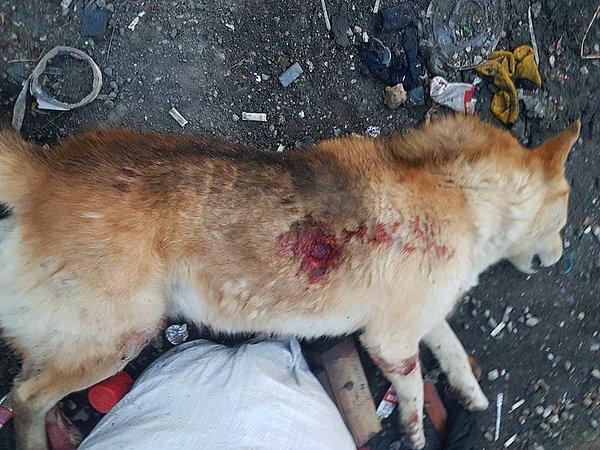 DHA Konya muhabiri Tolga Yanık'ın aktardığı bilgiye göre, esnaf iki kardeş köpeği "kendi dişi köpeklerine yaklaştığı için" öldürmüş...
