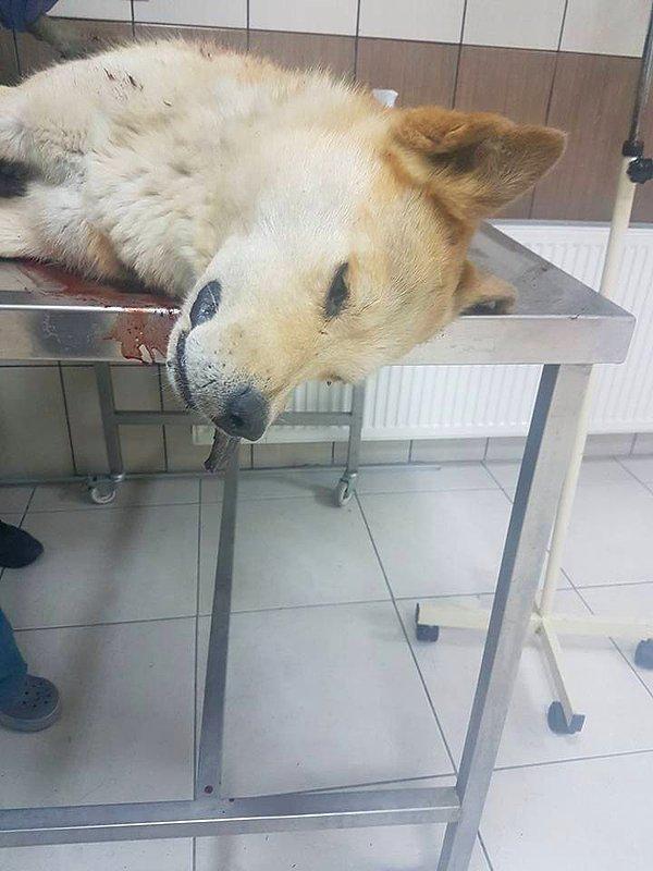 Belediye ekipleri tarafından Selçuk Üniversitesi Veterinerlik Fakültesi'ne götürülen köpeğin hayatını kaybettiği tespit edildi.