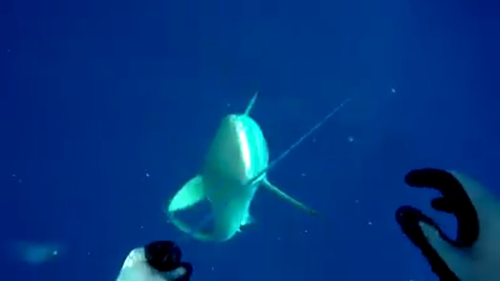 Zıpkınla Balık Yakaladıktan Sonra Köpek Balıklarıyla Amansız Bir Mücadeleye Giren Adam